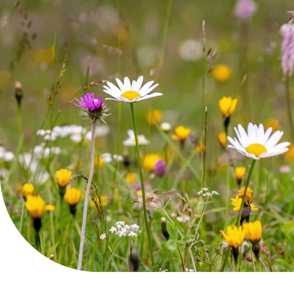 MRS Seeds & Mixtures M5 - Bloemrijk Gazon - Nectarrijk