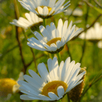 MRS Seeds & Mixtures Madeliefje - Bellis perennis [nl]