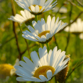 MRS Seeds & Mixtures Madeliefje - Bellis perennis [nl]