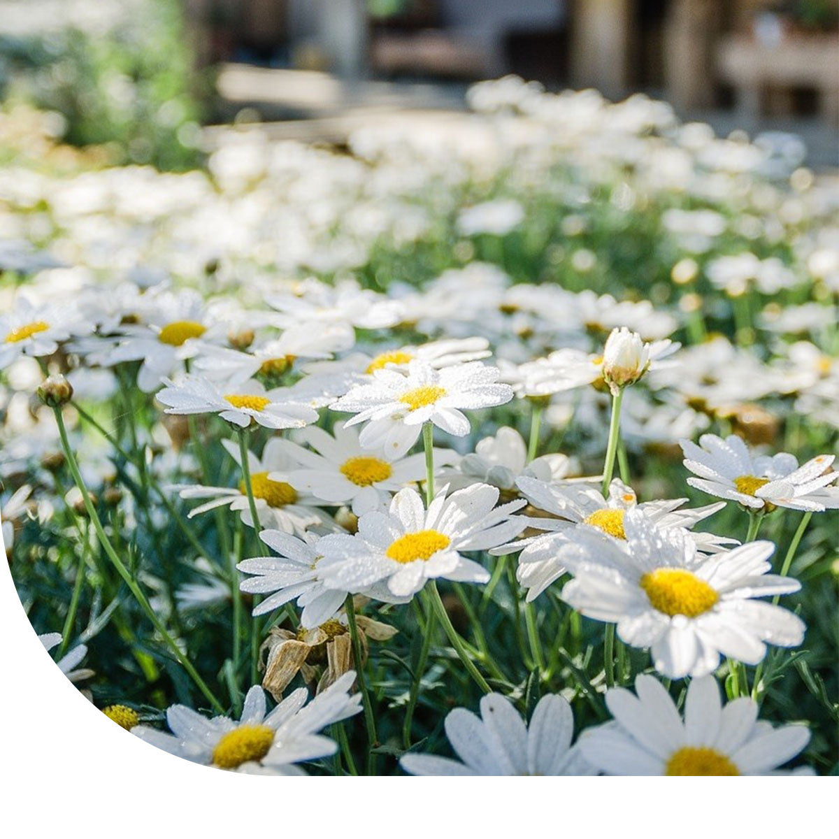 MRS Seeds & Mixtures Madeliefje - Bellis perennis