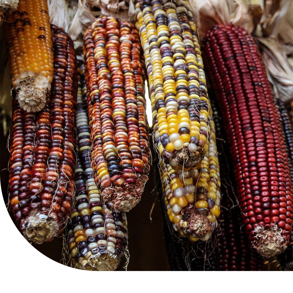 MRS Seeds & Mixtures Maïs - Siermaïs 'Amero' - Zea mays