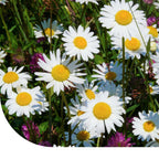 MRS Seeds & Mixtures Margrietenmengsel 1 - Inheems