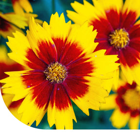 MRS Seeds & Mixtures Meisjesogen - Coreopsis 'Bicolor'