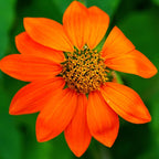 MRS Seeds & Mixtures Mexicaanse zonnebloem - Tithonia speciosa