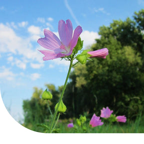 MRS Seeds & Mixtures Muskuskaasjeskruid - Malva moschata
