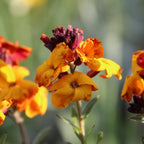 MRS Seeds & Mixtures Muurbloem - Erysimum Allioni [nl]