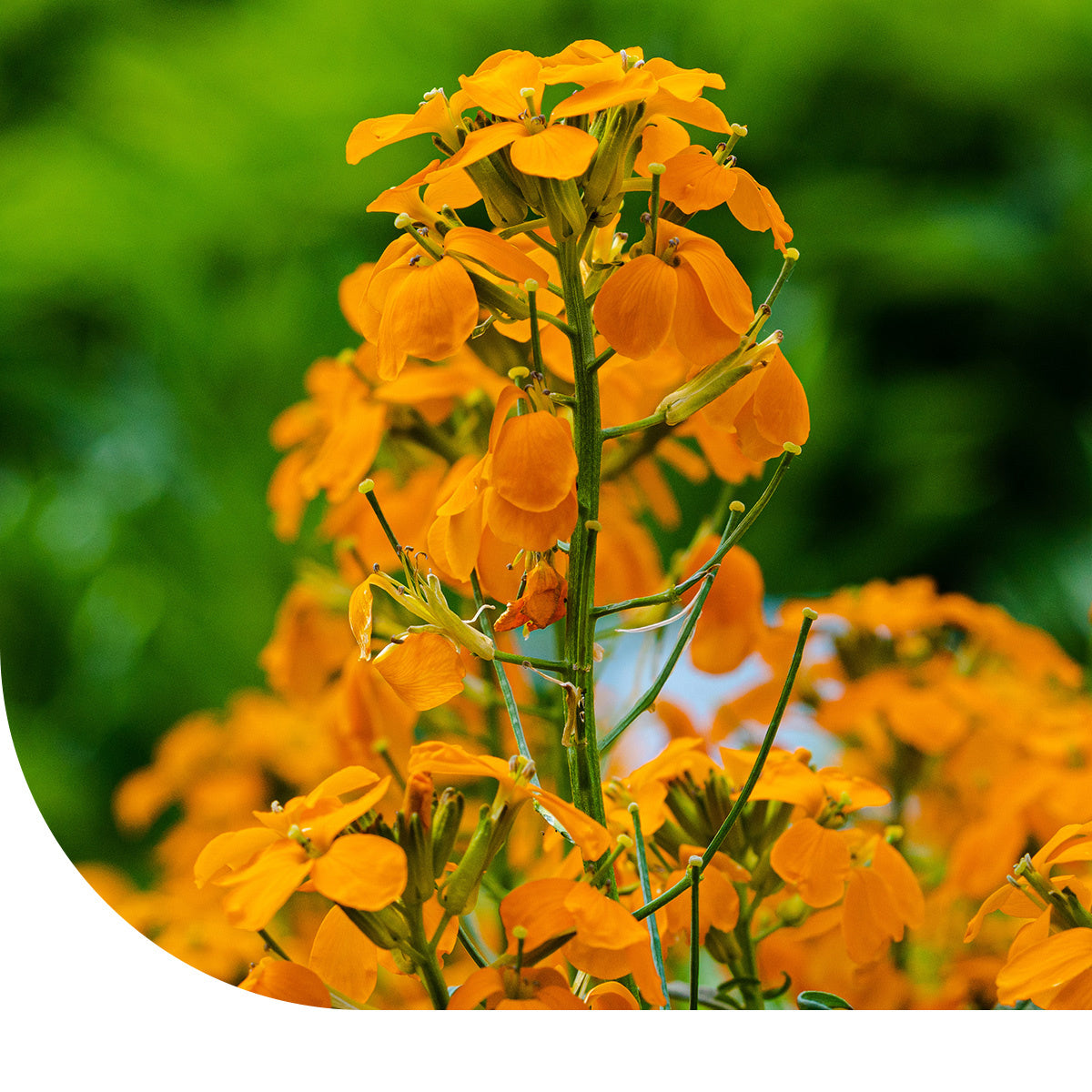 MRS Seeds & Mixtures Muurbloem - Erysimum Allioni [nl]