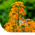 MRS Seeds & Mixtures Muurbloem - Erysimum Allioni [nl]