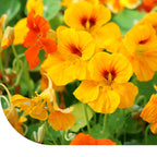 MRS Seeds & Mixtures Oost-Indische kers 'Glorious Gleam'