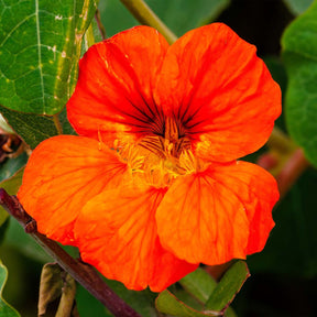MRS Seeds & Mixtures Oost-Indische kers 'Glorious Gleam'
