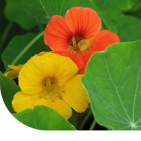 MRS Seeds & Mixtures Oost-Indische kers 'Tom Thumb'
