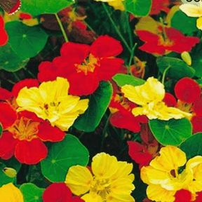 MRS Seeds & Mixtures Oost-Indische kers 'Whirlybird Mix' [nl]
