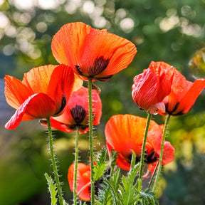 MRS Seeds & Mixtures Oosterse klaproos - Papaver orientale [nl]