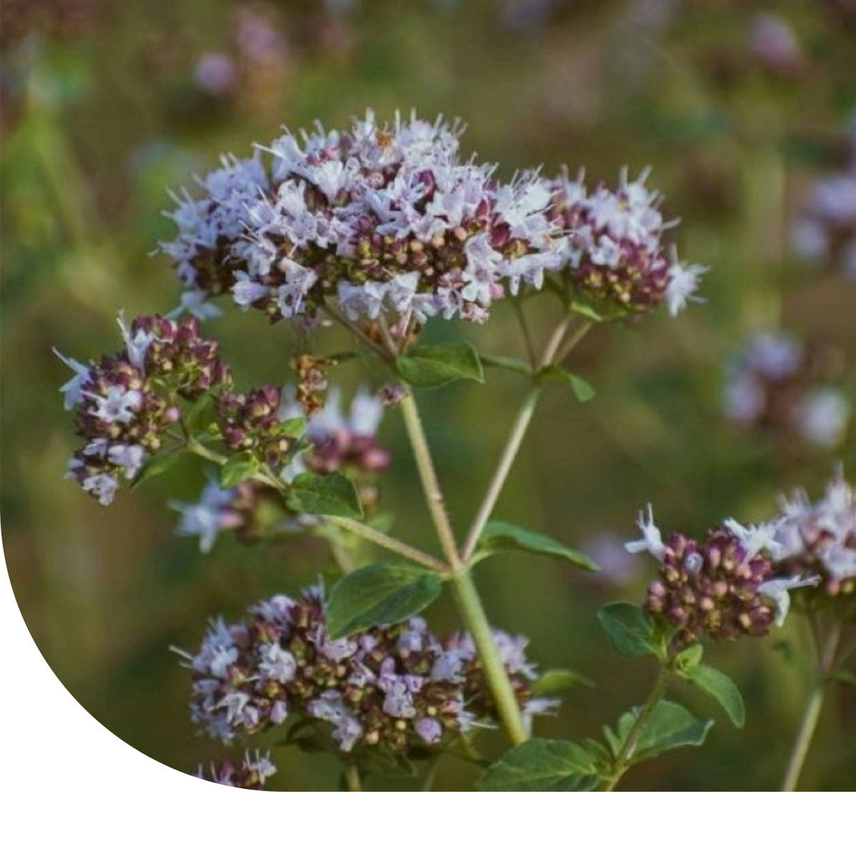 MRS Seeds & Mixtures Oregano - Origanum vulgare