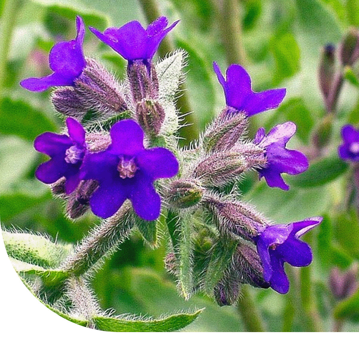 MRS Seeds & Mixtures Ossentong - Anchusa Capensis 'Dawn'