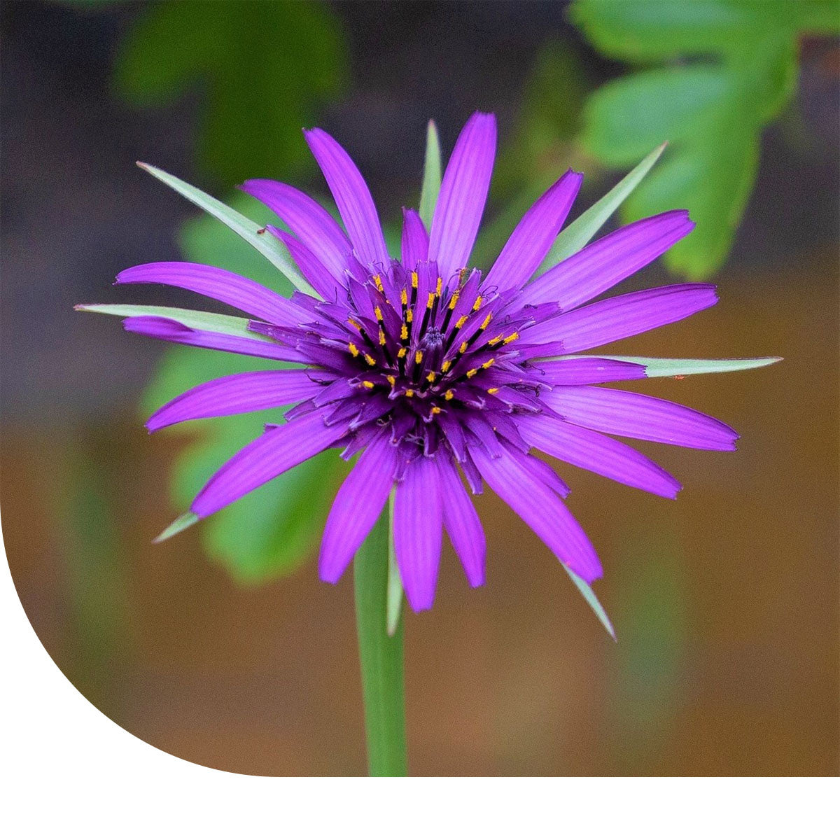 MRS Seeds & Mixtures Paarse Morgenster 'Jerusalem Star' - Tragopogon porrifolius