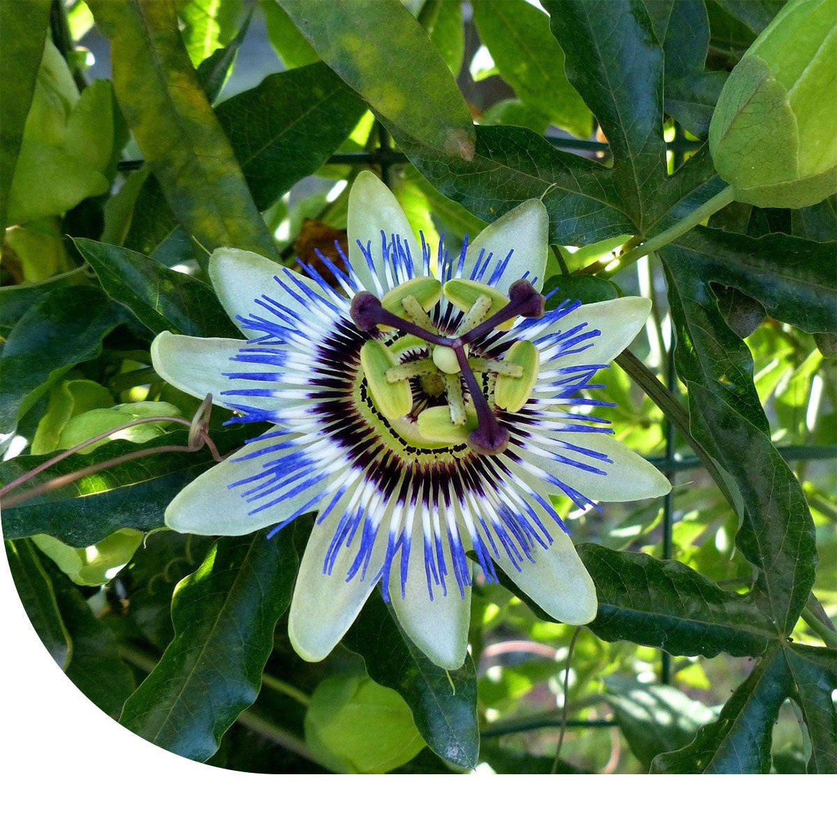 MRS Seeds & Mixtures Passiebloem - Passiflora caerulea