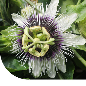 MRS Seeds & Mixtures Passievrucht - Passiflora edulis