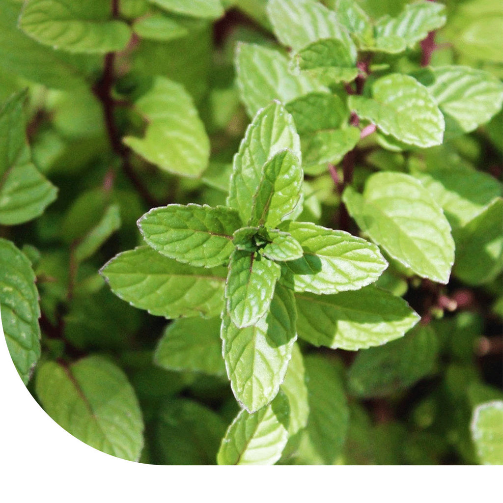 Saflax - Cultivation set - 300 seeds - Peppermint - Menthe poivrée Saflax - Cultivation set - 300 seeds - Peppermint - Menthe poivrée