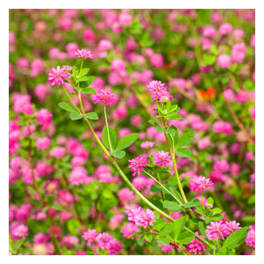 MRS Seeds & Mixtures Perzische Klaver [nl]