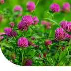 MRS Seeds & Mixtures Perzische Klaver [nl]