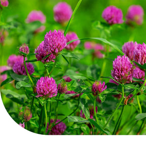 MRS Seeds & Mixtures Perzische Klaver [nl]