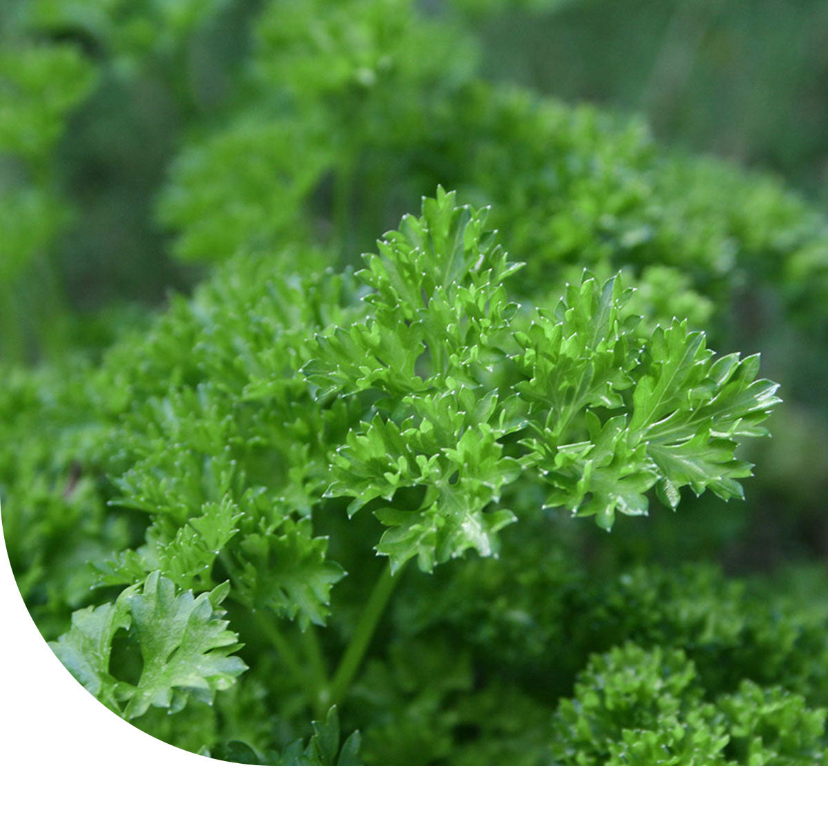 MRS Seeds & Mixtures Peterselie zaden - Bravour