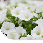 MRS Seeds & Mixtures Petunia nana compacta - Snowball