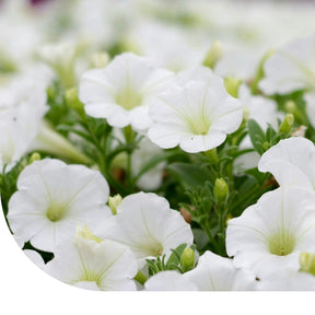 MRS Seeds & Mixtures Petunia nana compacta - Snowball