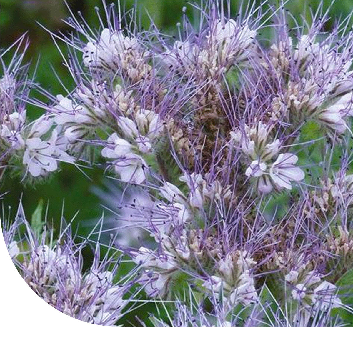 MRS Seeds & Mixtures Phacelia ami des abeilles - Phacelia tanacetifolia [fr]