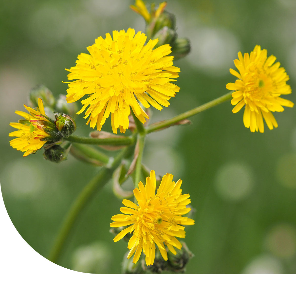 MRS Seeds & Mixtures Piloselle – Hieracium pilosella [fr]
