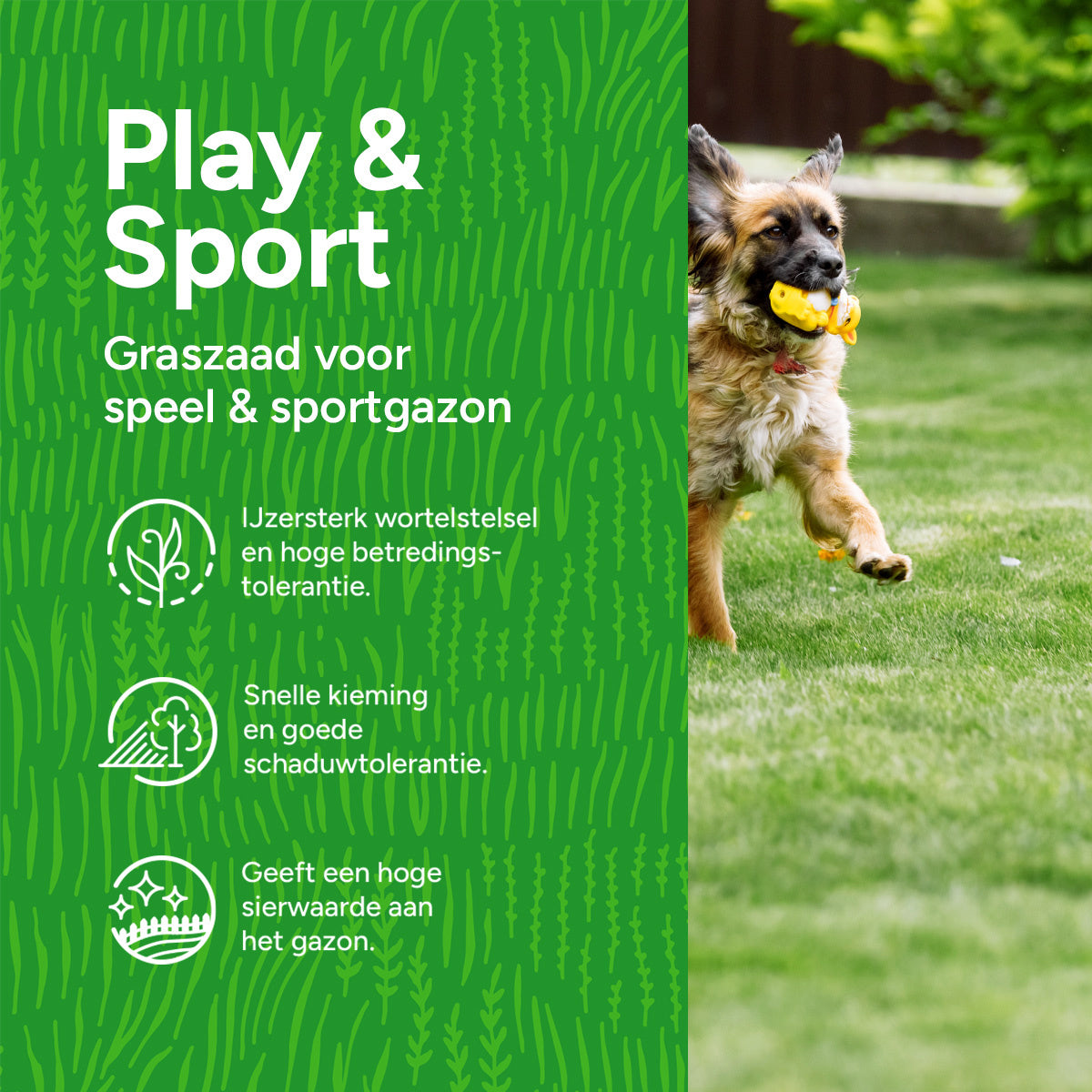 MRS Seeds & Mixtures Play & Sport - Speel & Sportgazon Graszaad [nl]