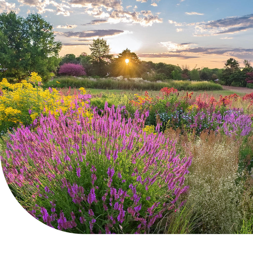 MRS Seeds & Mixtures Prairietuin bloemenmengsel