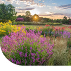 MRS Seeds & Mixtures Prairietuin bloemenmengsel