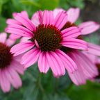 MRS Seeds & Mixtures Purpur-Sonnenhut - Echinacea purpurea 