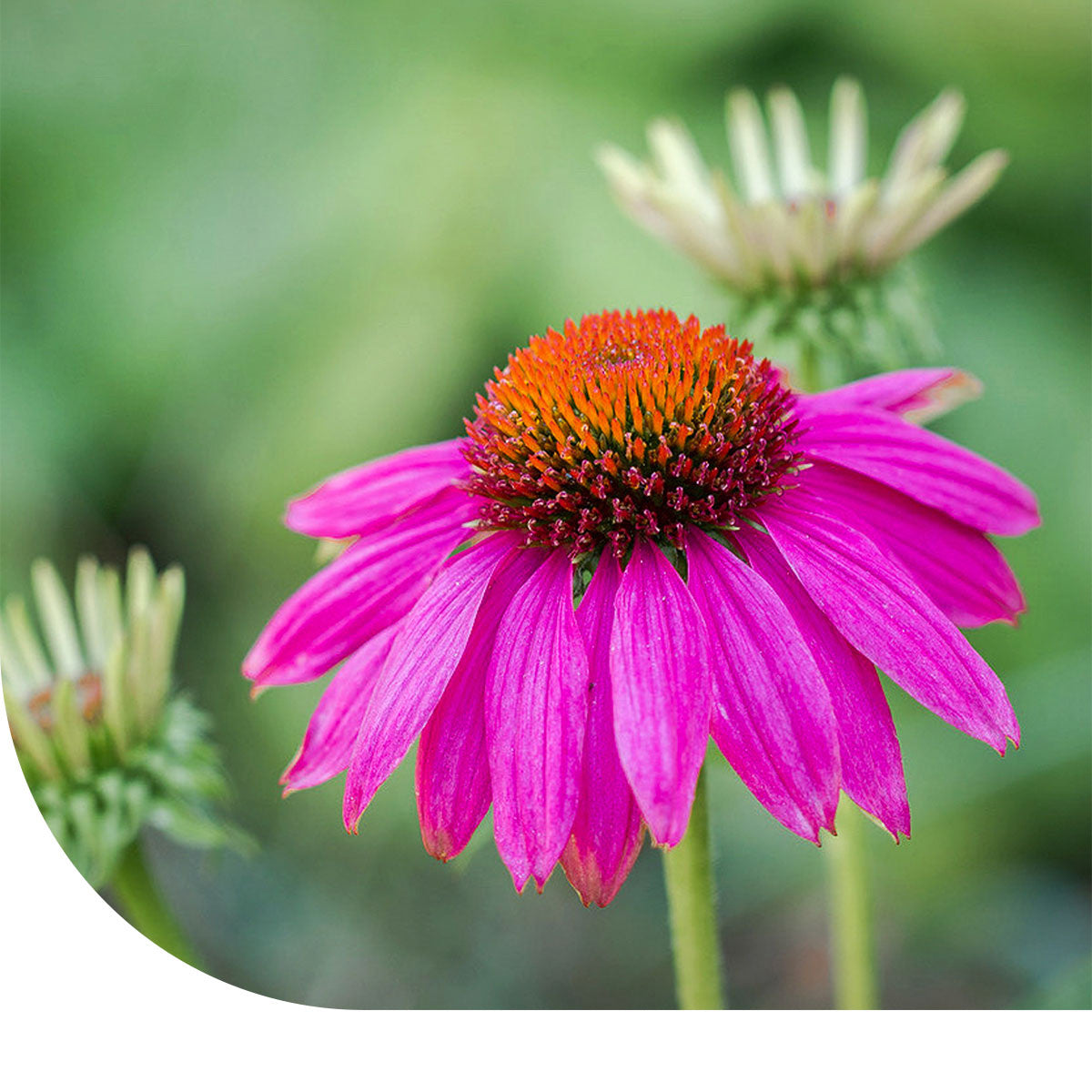MRS Seeds & Mixtures Purpur-Sonnenhut - Echinacea purpurea [de]