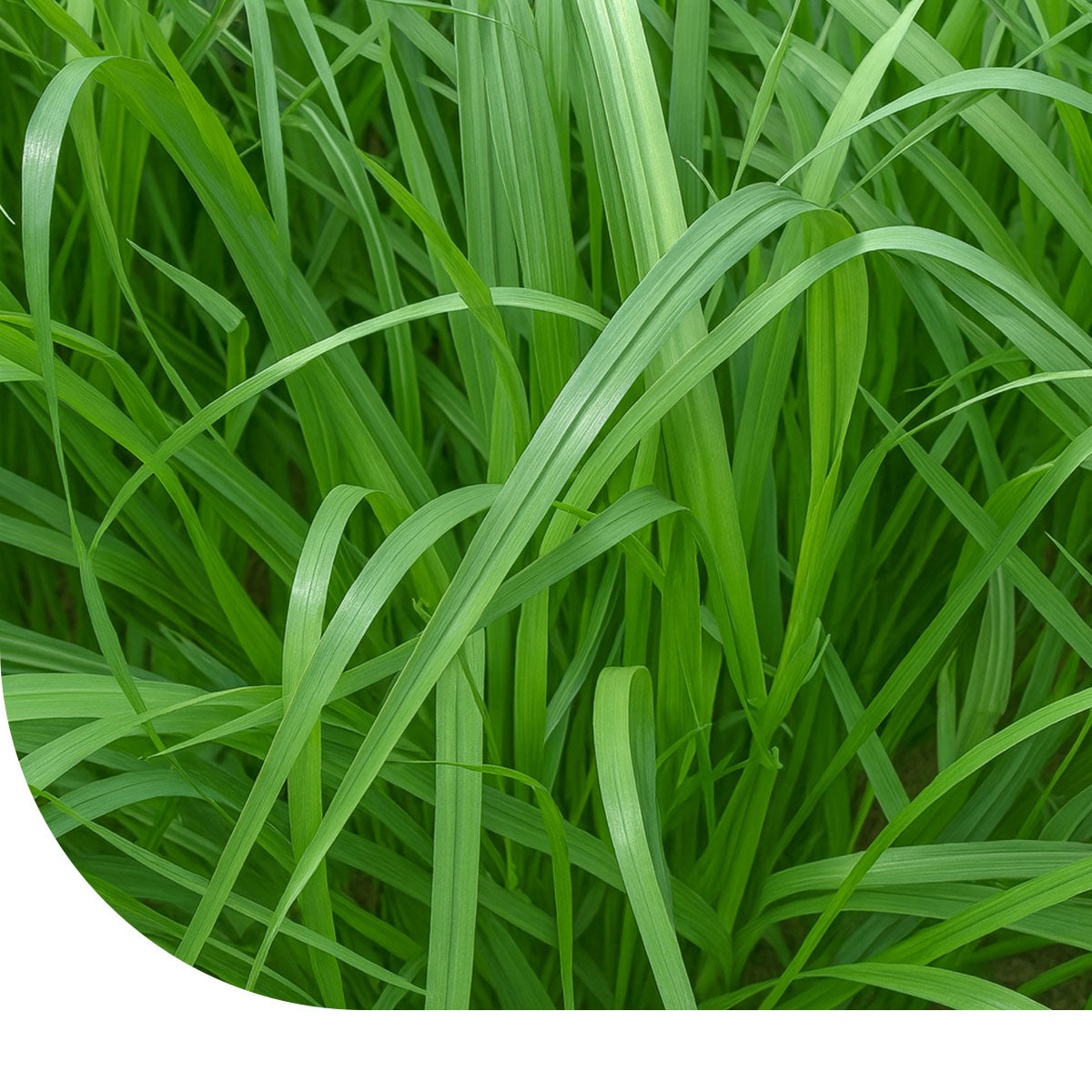 MRS Seeds & Mixtures Ray-grass italien [fr]