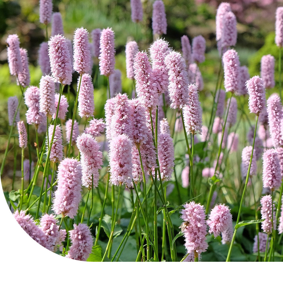 MRS Seeds & Mixtures Renouée bistorte - Bistorta officinalis [fr]