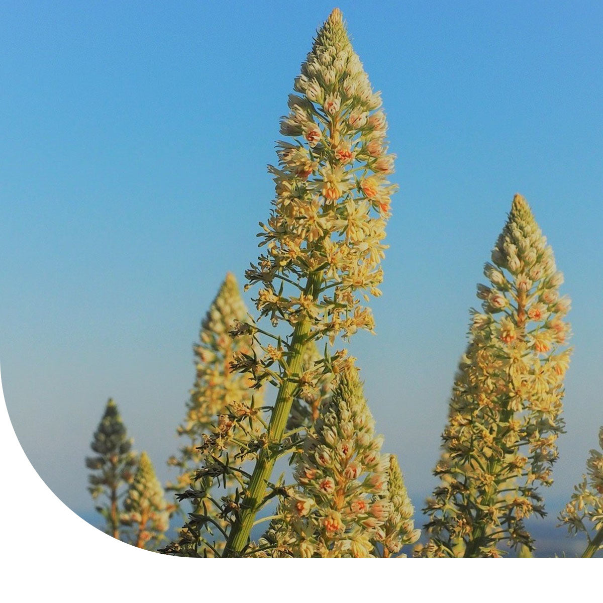 MRS Seeds & Mixtures Reseda 'Machet' - Reseda odorata