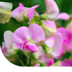 MRS Seeds & Mixtures Reukerwt 'Cupid Rose' gemengd