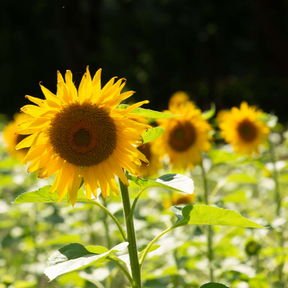 MRS Seeds & Mixtures Reuzenzonnebloem 'Helianthus Giganteus' [nl]