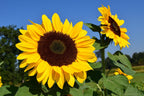 MRS Seeds & Mixtures Reuzenzonnebloem 'Taiyo' - Helianthus annuus [nl]