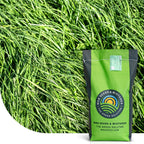 MRS Seeds & Mixtures Rietzwenkgras - Festuca arundinacea