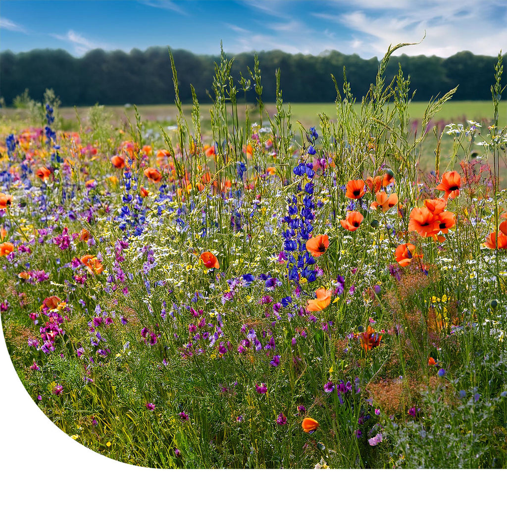 MRS Seeds & Mixtures Robuust Kruidenrijk Akkerrandmengsel [nl]