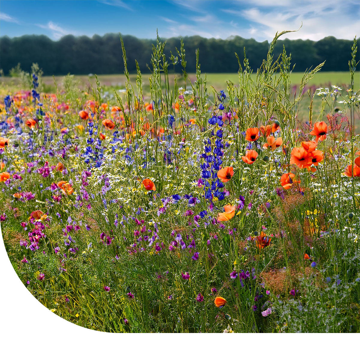 MRS Seeds & Mixtures Robuust Kruidenrijk Akkerrandmengsel [nl]