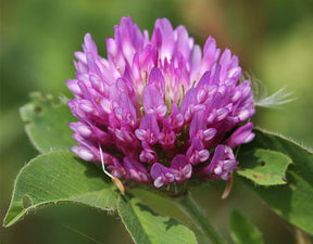 MRS Seeds & Mixtures Rode Klaver  - Trifolium pratense [nl]