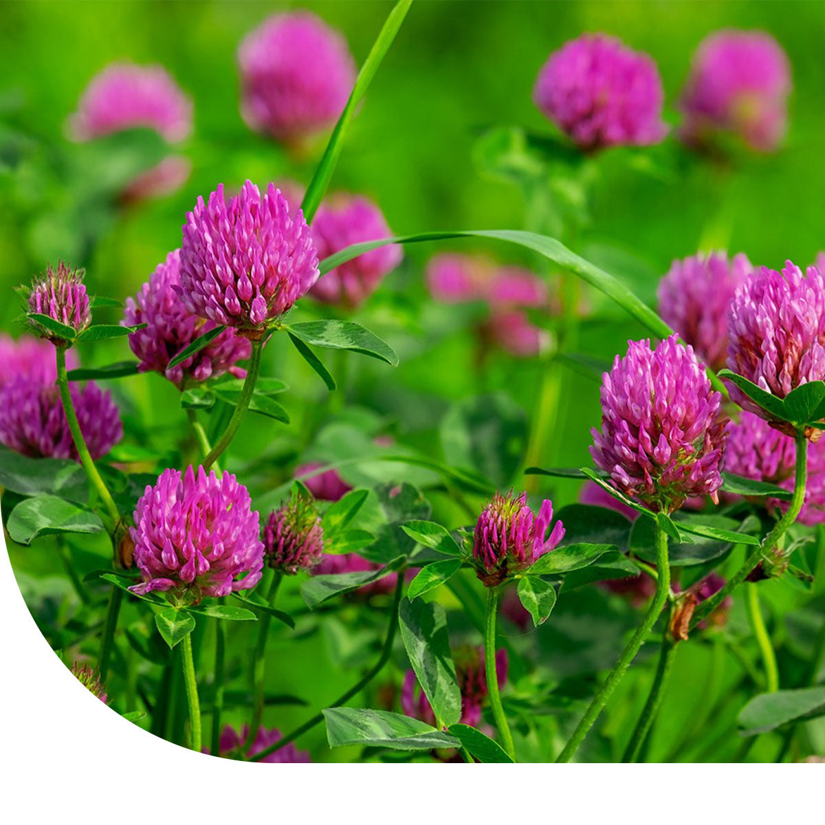 MRS Seeds & Mixtures Rode Klaver  - Trifolium pratense