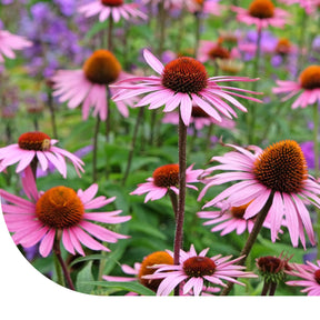 MRS Seeds & Mixtures Rode zonnehoed - 'Echinacea purpurea' 