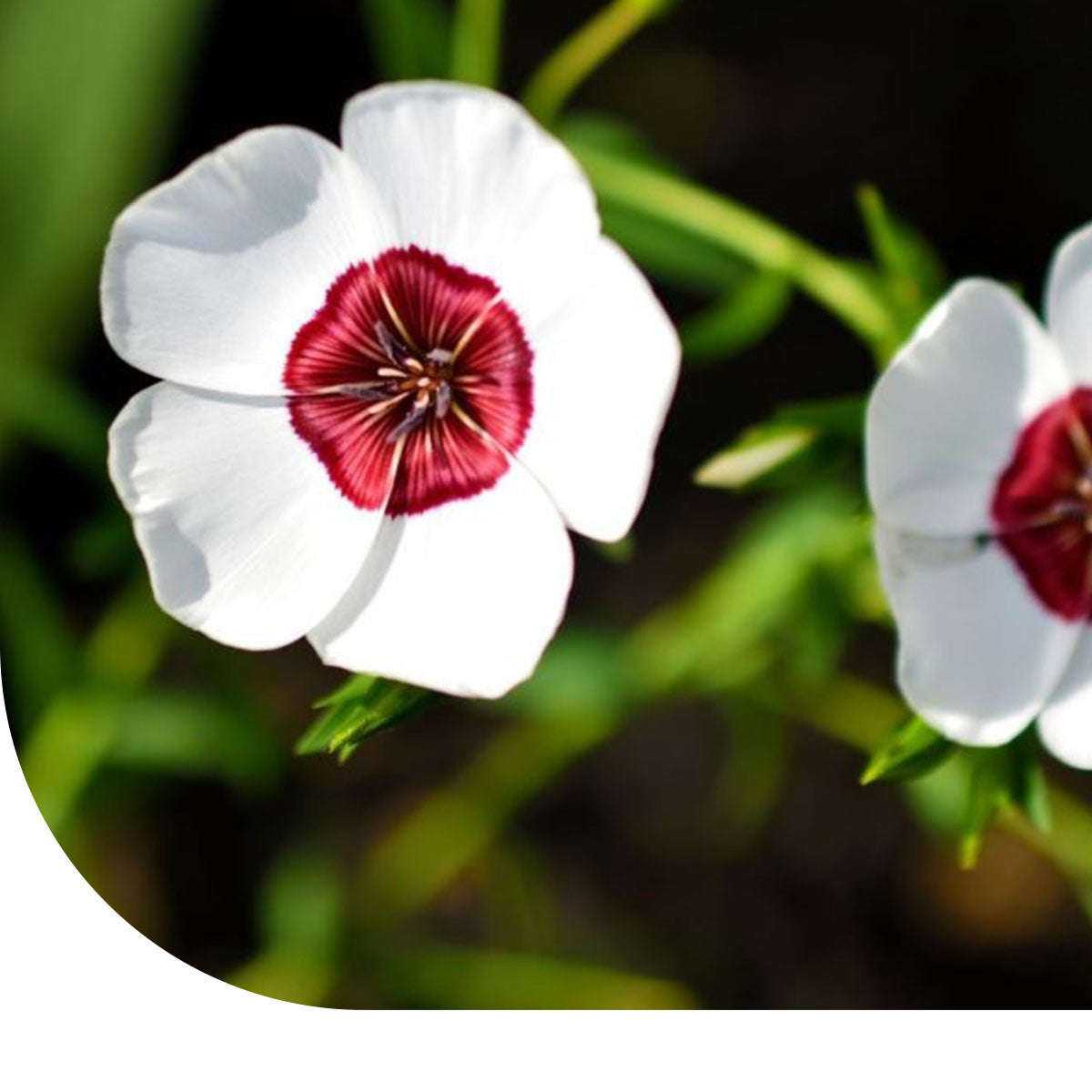 MRS Seeds & Mixtures Rood vlas 'Bright Eyes' - linum grandiflorum