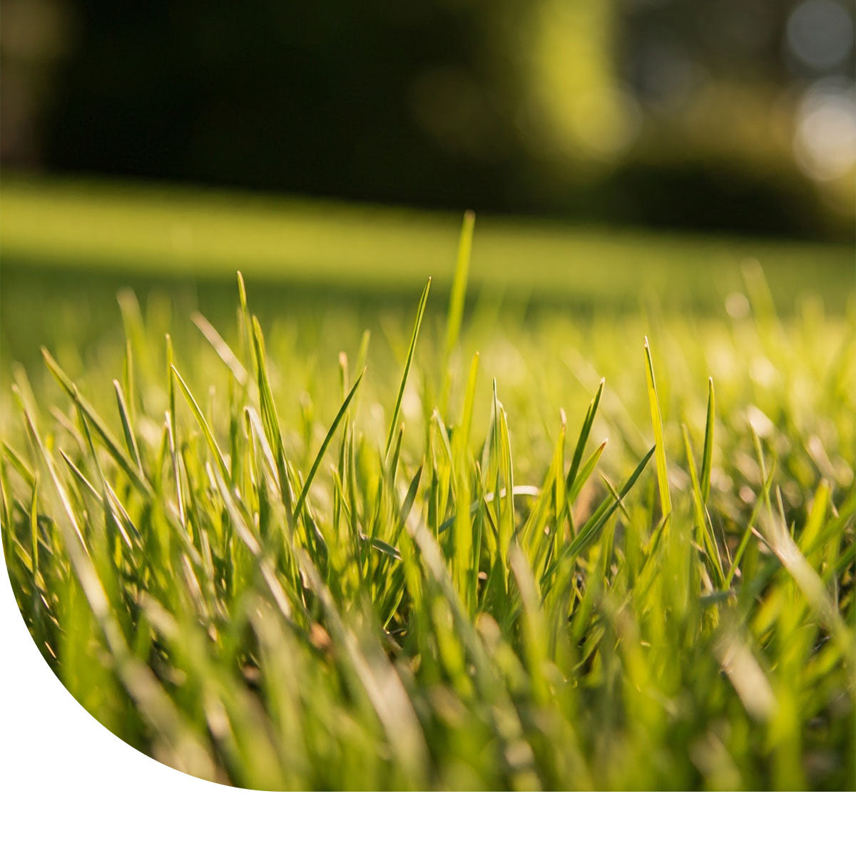 MRS Seeds & Mixtures Roodzwenkgras gewoon - Festuca rubra [nl]